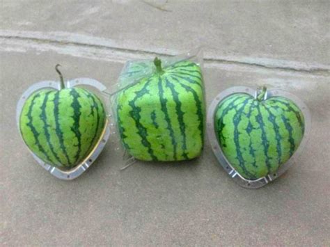 These Fruit Molds Let You Grow Fun Shaped Watermelons And Pumpkins