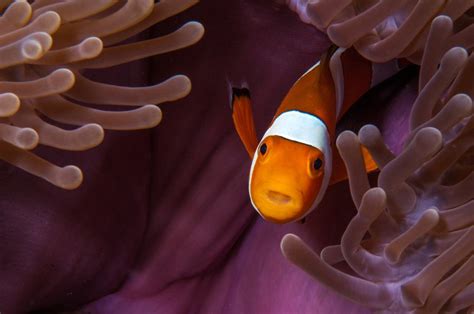Nemo On Purple Host Anemone Anemone Ocean Creatures Nemo