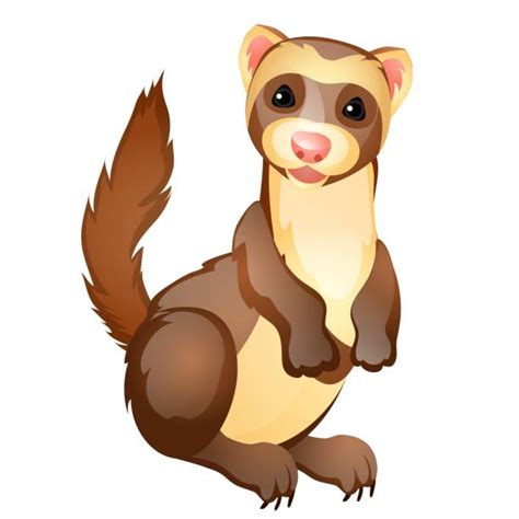 Ferrets Playing Illustrations Royalty Free Vector Graphics And Clip Art
