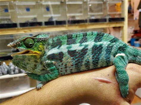 Maybe you would like to learn more about one of these? Panther Chameleon Ambanja Male Adult | Ringtail Exotics Pets