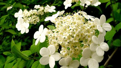 The flower, jade & arts markets are open only weekends, underneath a bridge overpass. China's Flora Tour: Fine jade flowers that went through ...