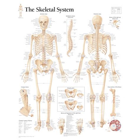 Female Human Skeleton Diagram