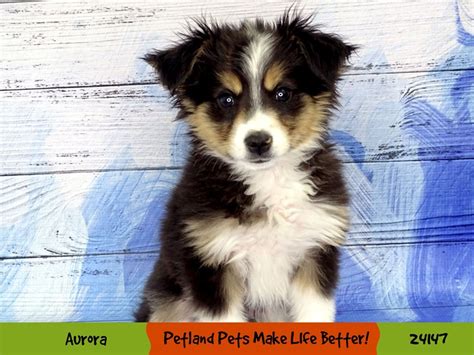 Australian Shepherd Dog Male Black Tri 3057975 Petland Pets And Puppies