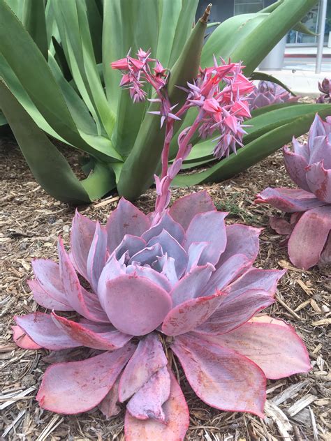 Echeveria Afterglow Colorful Succulent For Small Gardens