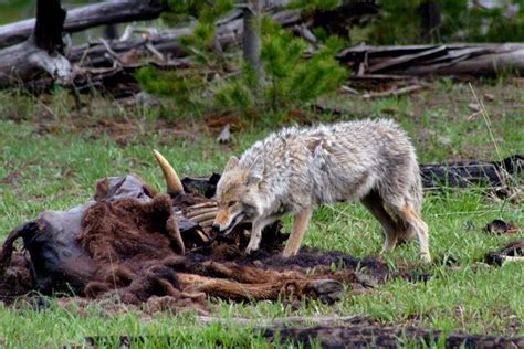 La Peligrosa Expansi N Del Coyote No Sabes Nada