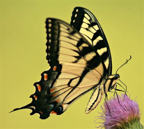 Mariposa Cometa Oriental Papilio Glaucus Picture Insect