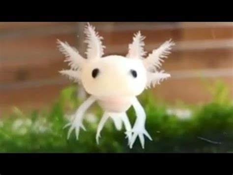 They are adorable because they appear as if they're always smiling! Axolotl Salamander Facts - Cute Pet With A Derpy Smile ...