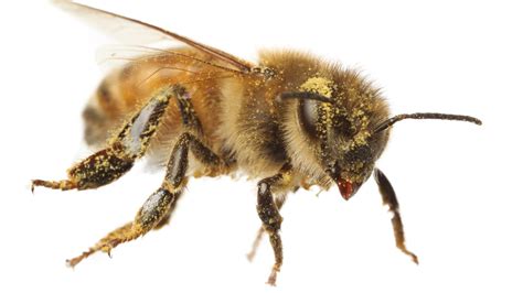 Why Honeybees Are Good At Grooming Its All In The Hair The New