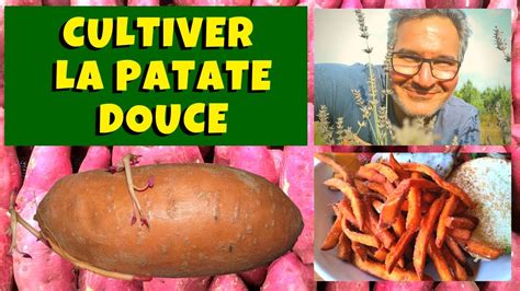 Patate douce culture récolte et conservation YouTube