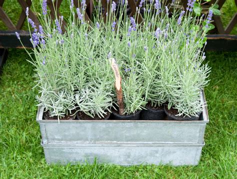 How To Grow Lavender In Pots Patio Garden Life