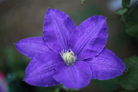 Shipped with usps media mail. Buy clematis (group 2) Clematis 'Lasurstern'