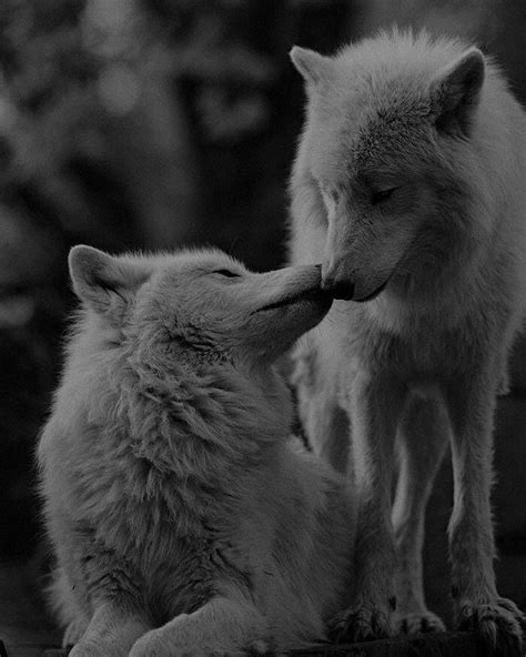 The Love These Two Wolves Have For Each Other Is Infinite White Wolves
