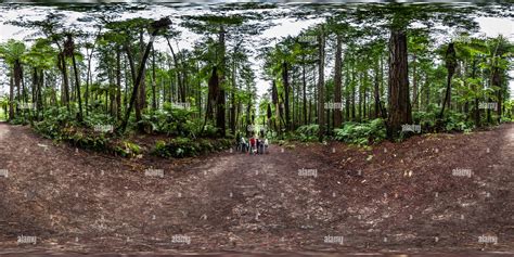 360° View Of Giant Tree Ferns The Redwoods At Whakarewarewa Forest
