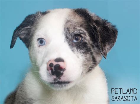 Gulf gate animal hospital of sarasota florida. Aussie Heeler-DOG-Male-Blue Merle-2893415-Petland Sarasota