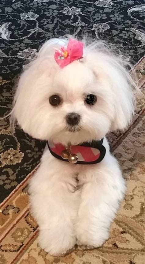 These maltese puppies are a toy dog breed known for their silky white coat & loving, affectionate demeanor. Short Hair Maltese Dog Coloring Pages Photo Album - Sabadaphnecottage bichon frise haircut ...