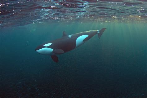What Do Killer Whales Eat Discover The Orca Diet With Photos