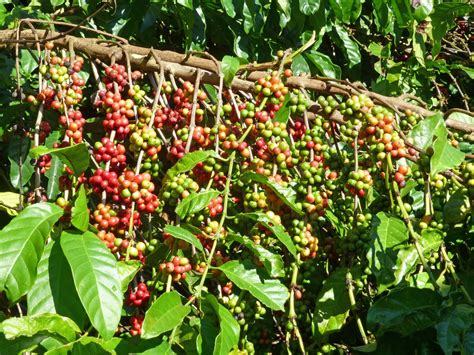 coffee   video guide  arabica robusta perfect daily grind