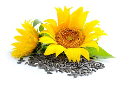 Health Benefits Of Sunflower Seeds Bare Creations