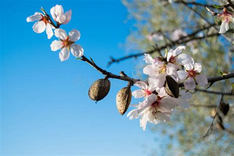 The Almond Tree Flowers With Branches And Almond Nut Close Up Sunny