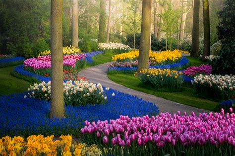 Tulip Garden In Amsterdam Fasci Garden