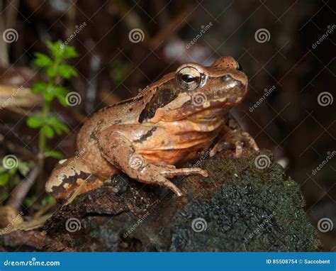 Female Of Italian Agile Frog Rana Latastei Stock Photo Image Of