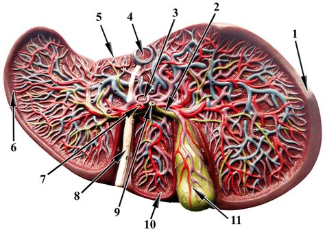 Liver Model Posterior A Diagram Quizlet
