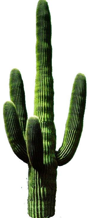 Cactus Png Transparent Images Png All