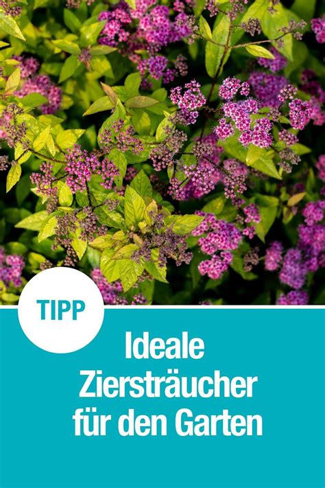 We did not find results for: Ziersträucher Garten | Garten, Gartengestaltung, Gartentipps