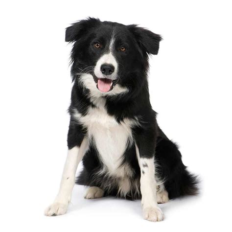 Compare prices on border collie picture in home decor. Border Collie Dog Breed » Information, Pictures, & More