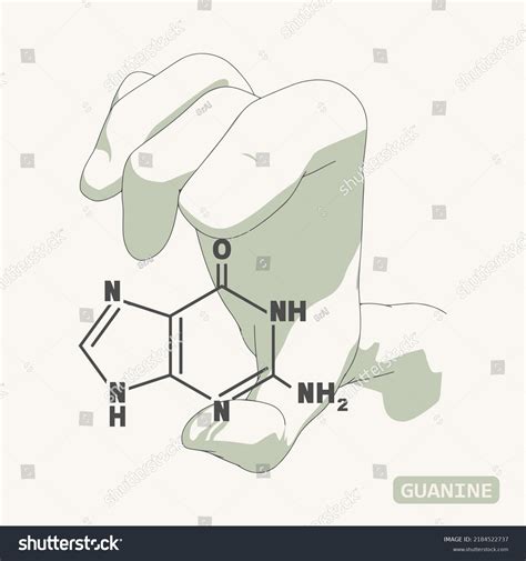 Hand Holding Chemical Molecular Formula Guanine Stock Vector Royalty Free 2184522737