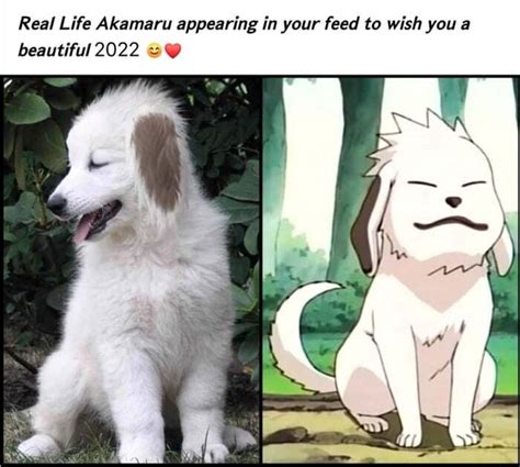 Real Life Akamaru Appearing In Your Feed To Wish You A Beautiful 2022