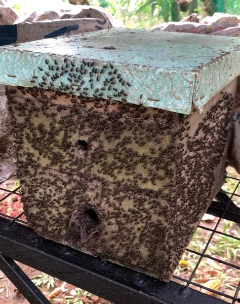 Why Philippine Beekeepers Want To Nurture Stingless Bees Agriculture
