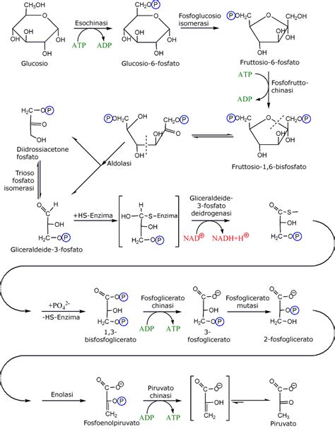 Differenza Tra Glicogenolisi E Glicogenosintesi - Il processo biologico della glicolisi: dal glucosio al piruvato per