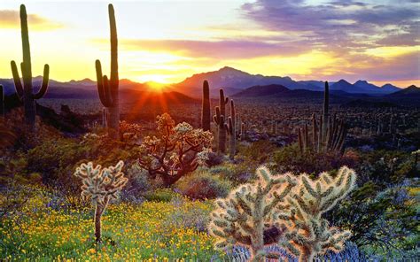 Hd Desktop Wallpapers Widescreen Catus In The Sunset Cacti At Sunset