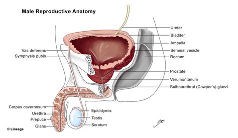 Bladder Urethra Anatomy Renal Medbullets Step 1