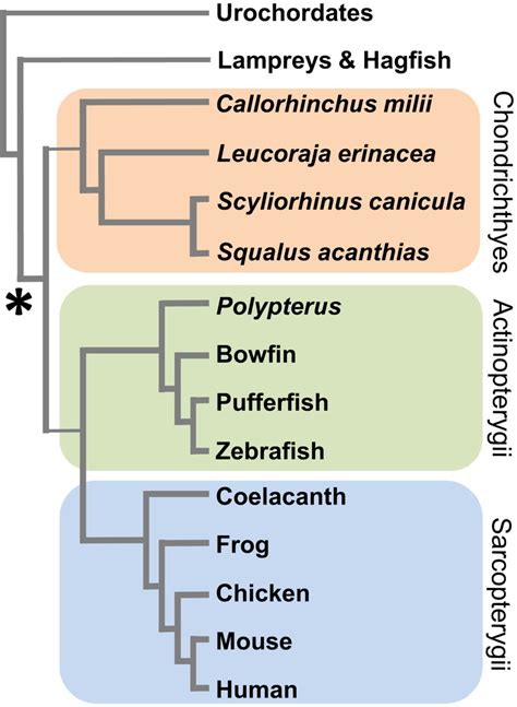 Phylogenetic Tree Of The Major Extant Vertebrate Groups The