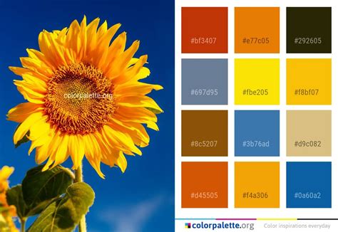 Flower Sunflower Yellow Color Palette
