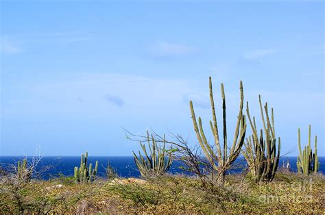 Aruba Landscape Photograph By Elizabeth Anne King Fine Art America