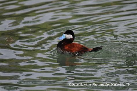 Tennessee Watchable Wildlife Ruddy Duck Habitat Tennessee