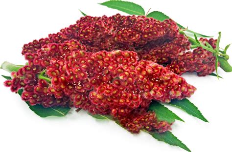 Sumac Information And Facts