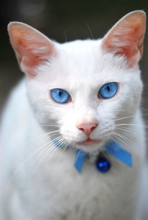 The 25 Best White Cats Ideas On Pinterest Kittens