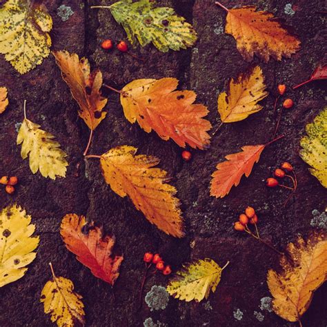 Autumn Leaves Wallpaper 4k Foliage On The Ground Fallen