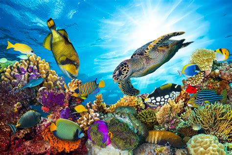 Colorful Coral Reef With Many Fishes Into The Blue
