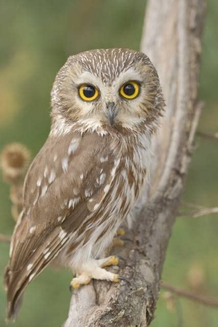 Northern Saw Whet Owl One Of Smallest And Cutest Owls Barnowls