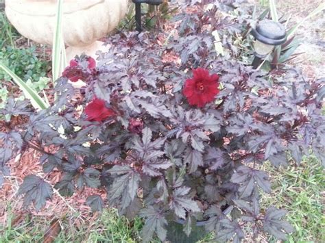 This hibiscus likes a moist, slightly acid soil of between ph 5.8 and 6.5. Hibiscus mahogany splendor! | garden | Pinterest