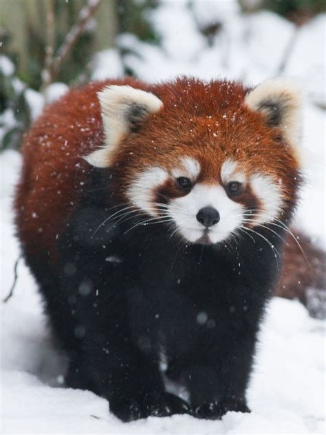 Wild Diary “winter Panda Mark Dumont ” Super Cute Animals Cute Wild