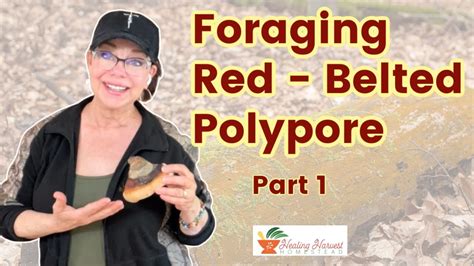 Foraging And Preparing Medicinal Mushroomsred Belted Polypore