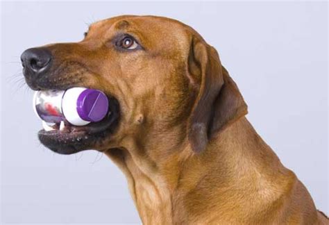 What To Do If Your Pet Is Poisoned Dog First Aid Poison Control Petmd
