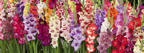 How To Plant Grow And Care For Gladiolus Flowers Brecks
