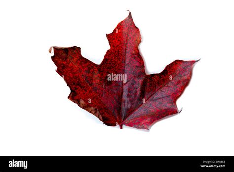 Maple Leaf Emblem Hi Res Stock Photography And Images Alamy